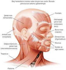 bas--kafa--ana--sermaye--para-